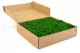 Preserved Reindeer Moss Nature Green (Box) 2