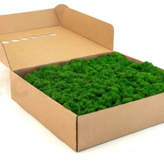 Preserved Reindeer Moss Nature Green (Box)