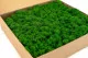 Preserved Reindeer Moss Nature Green (Box) 3