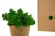 Preserved Reindeer Moss Nature Green (Box) 4
