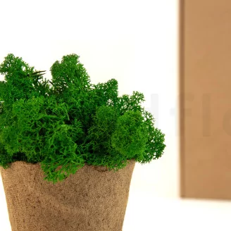Preserved Reindeer Moss Nature Green (Box)