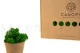 Preserved Reindeer Moss Nature Green (Box) 5