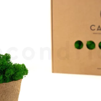 Preserved Reindeer Moss Nature Green (Box)