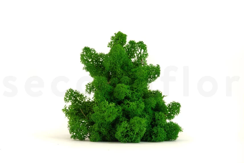 Preserved Reindeer Moss Nature Green (Box)