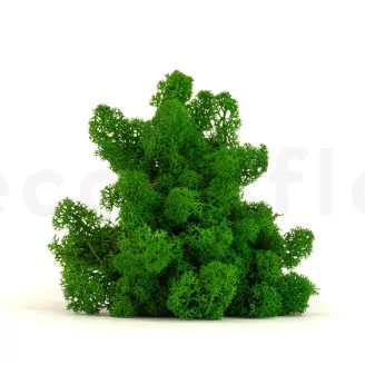 Preserved Reindeer Moss Nature Green (Box)