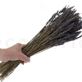 Dried Oregon Lavender