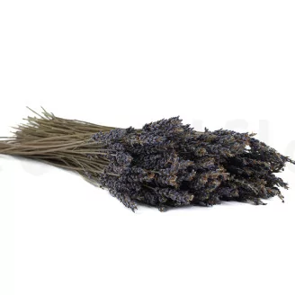 Dried Oregon Lavender