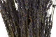 Dried Oregon Lavender 8