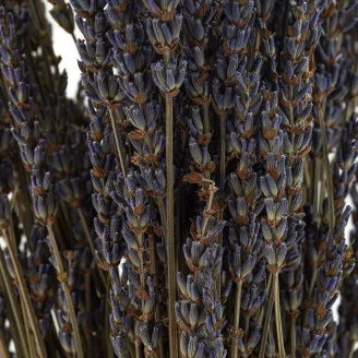 Dried Oregon Lavender