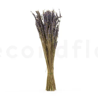 Dried Oregon Lavender