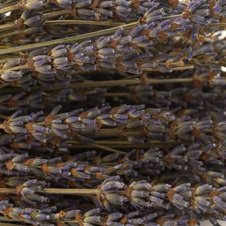 Dried Oregon Lavender