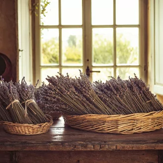 Dried Oregon Lavender