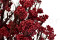 A Bunch of Beautifully Preserved Rice Flower in a Vibrant Red Color
