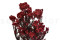 A Bunch of Beautifully Preserved Rice Flower in a Vibrant Red Color