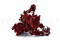 A Bunch of Beautifully Preserved Rice Flower in a Vibrant Red Color