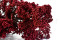 A Bunch of Beautifully Preserved Rice Flower in a Vibrant Red Color