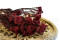 A Bunch of Beautifully Preserved Rice Flower in a Vibrant Red Color