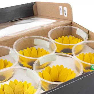 Preserved Sunflower (set of 6)