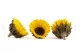 Preserved Sunflower (set of 6) 4