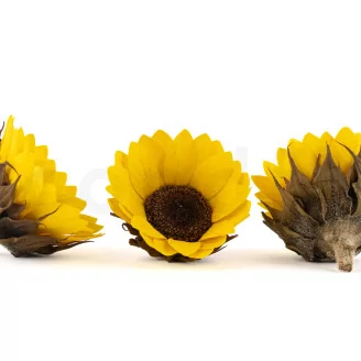Preserved Sunflower (set of 6)