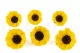 Preserved Sunflower (set of 6) 5