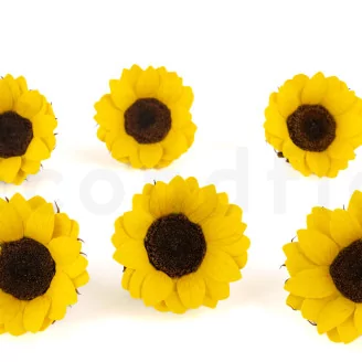 Preserved Sunflower (set of 6)