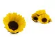 Preserved Sunflower (set of 6) 6