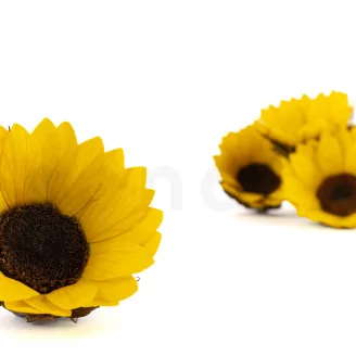 Preserved Sunflower (set of 6)