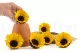 Preserved Sunflower (set of 6) 9