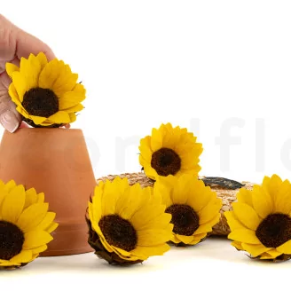 Preserved Sunflower (set of 6)