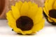 Preserved Sunflower (set of 6) 2