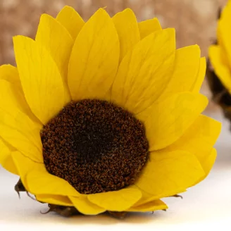 Preserved Sunflower (set of 6)