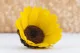 Preserved Sunflower (set of 6) 8