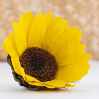 Preserved Sunflower (set of 6)