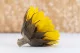 Preserved Sunflower (set of 6) 10