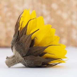 Preserved Sunflower (set of 6)