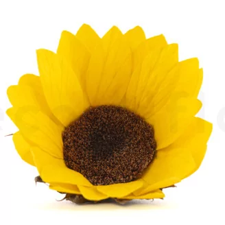 Preserved Sunflower (set of 6)