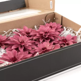 Preserved Dahlia Old Rose (set of 6)