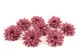 Preserved Dahlia Old Rose (set of 6) 4