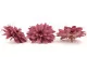 Preserved Dahlia Old Rose (set of 6) 3