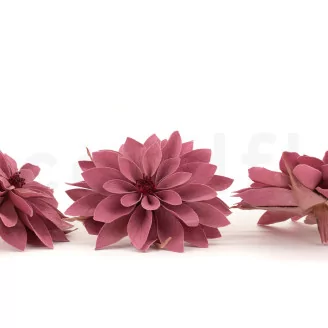 Preserved Dahlia Old Rose (set of 6)