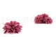 Preserved Dahlia Old Rose (set of 6) 6