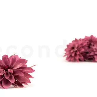 Preserved Dahlia Old Rose (set of 6)