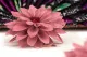 Preserved Dahlia Old Rose (set of 6) 2
