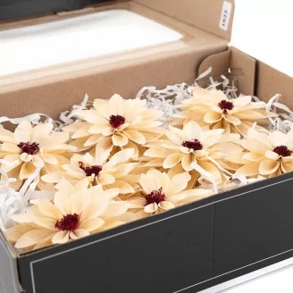 Preserved Dahlia Champagne (set of 6)