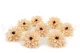 Preserved Dahlia Champagne (set of 6) 4