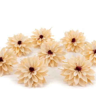 Preserved Dahlia Champagne (set of 6)