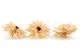 Preserved Dahlia Champagne (set of 6) 3