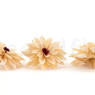 Preserved Dahlia Champagne (set of 6)