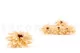 Preserved Dahlia Champagne (set of 6) 6